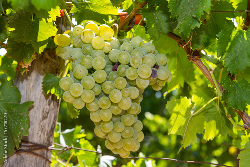 Healthy ripe sweet and juicy white grapes