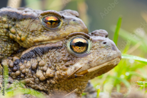 Amplexing couple of Common Toad