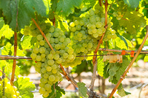 Wallpaper Mural Healthy ripe sweet and juicy white grapes Torontodigital.ca