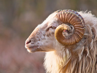 Ingelijste posters Schaap Langstaartschaap met volle wollen vacht  © creativenature.nl
