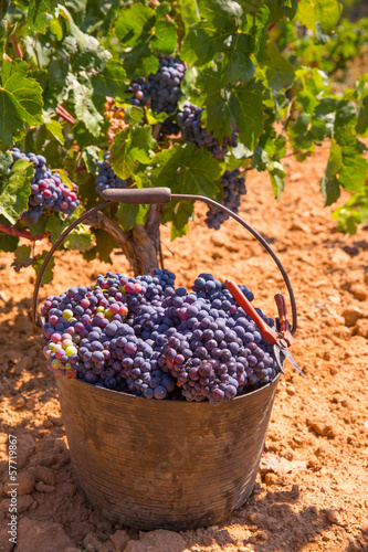 bobal harvesting with wine grapes harvest photo