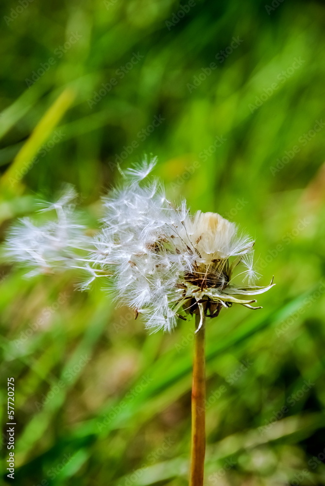 Fototapeta premium Dandelion