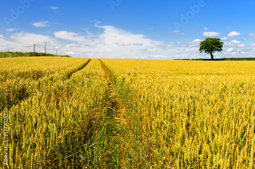 Wheat fields with tree photo