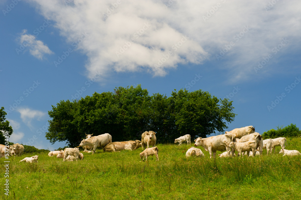 Naklejka premium White Charolais cows in France