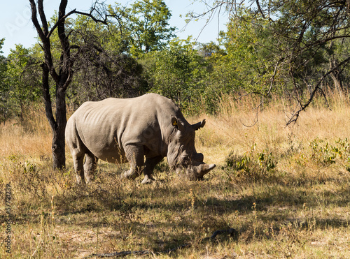 Large rhino grazing the grass in Zimbabwe