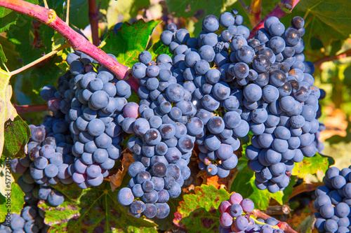 Bobal Wine grapes in vineyard raw ready for harvest photo