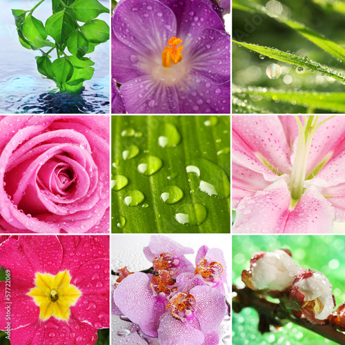 Fototapeta Naklejka Na Ścianę i Meble -  Beautiful nature collage