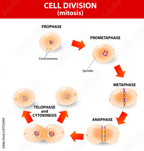 Mitosis. process cell division