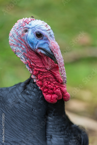 male turkey