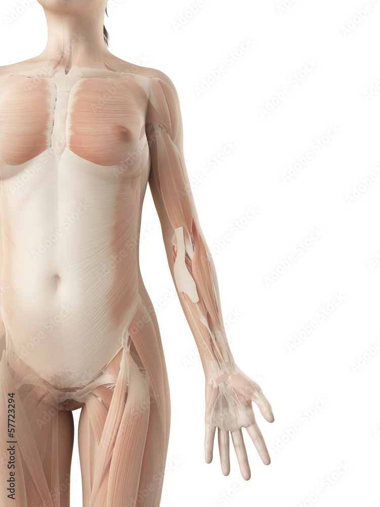 Fototapeta premium muscles of the arm