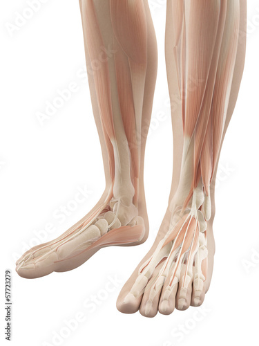 muscles of the feet photo