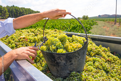 chardonnay harvesting with wine grapes harvest