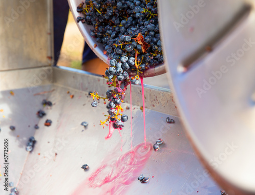 corkscrew crusher destemmer winemaking with grapes photo