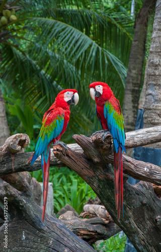 Parrot macaw beautiful colors