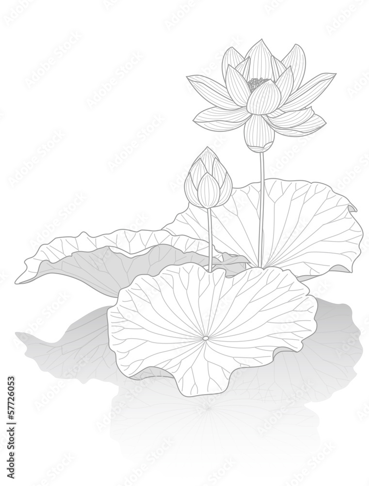 Fototapeta premium 蓮の花