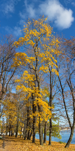 autumn maple trrees