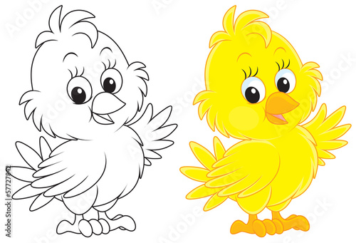 Chick