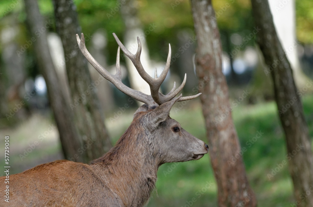 deer in the forest deer in the forest