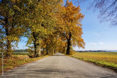 Fototapeta Naklejka Na Ścianę i Meble -  rural Road in the autumn with yellow trees