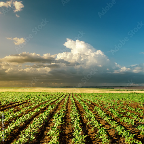 agriculture green field on sunset