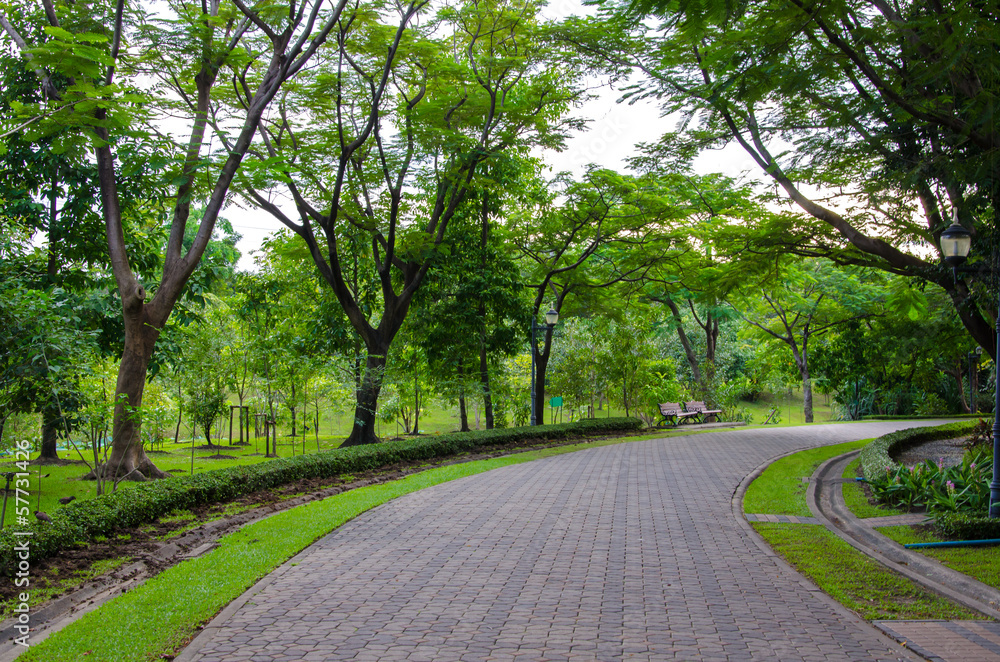 Pedestrian walkway for exercise with trees in park