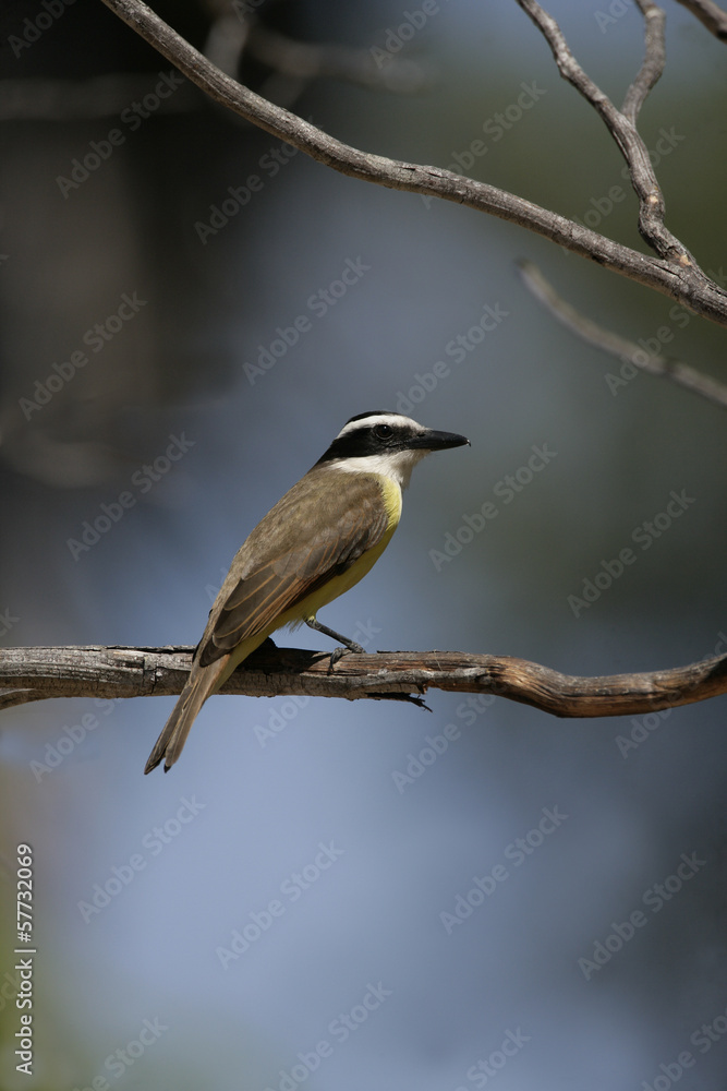 Great kiskadee, Pitangus sulphuratus Great kiskadee, Pitangus sulphuratus