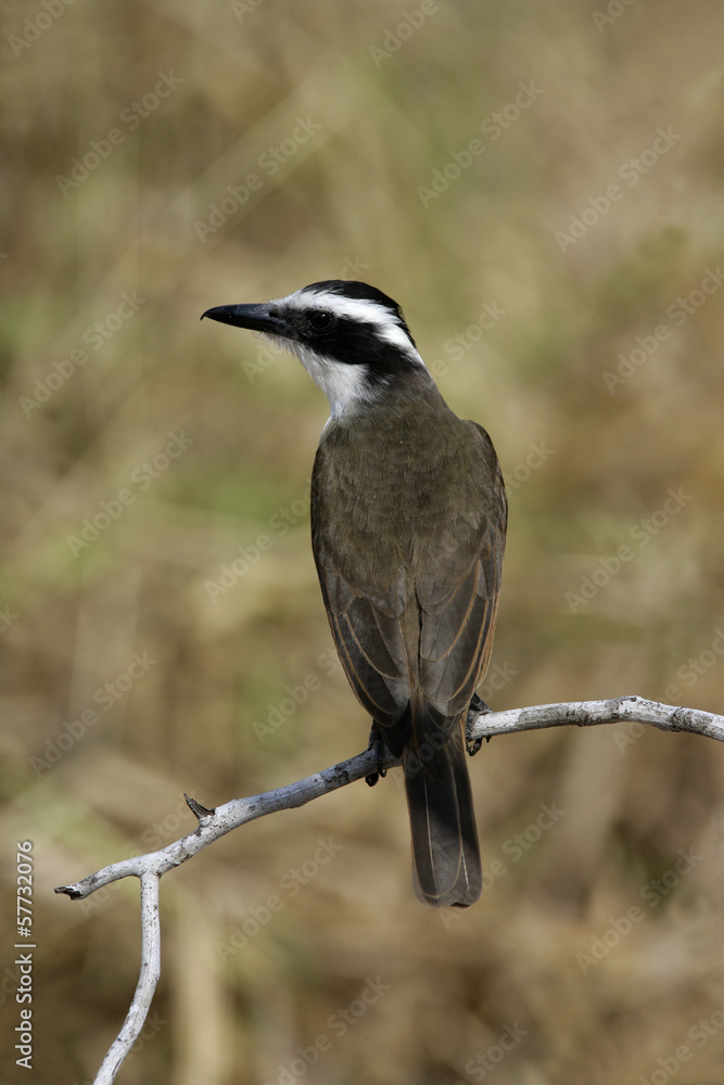 Great kiskadee, Pitangus sulphuratus Great kiskadee, Pitangus sulphuratus
