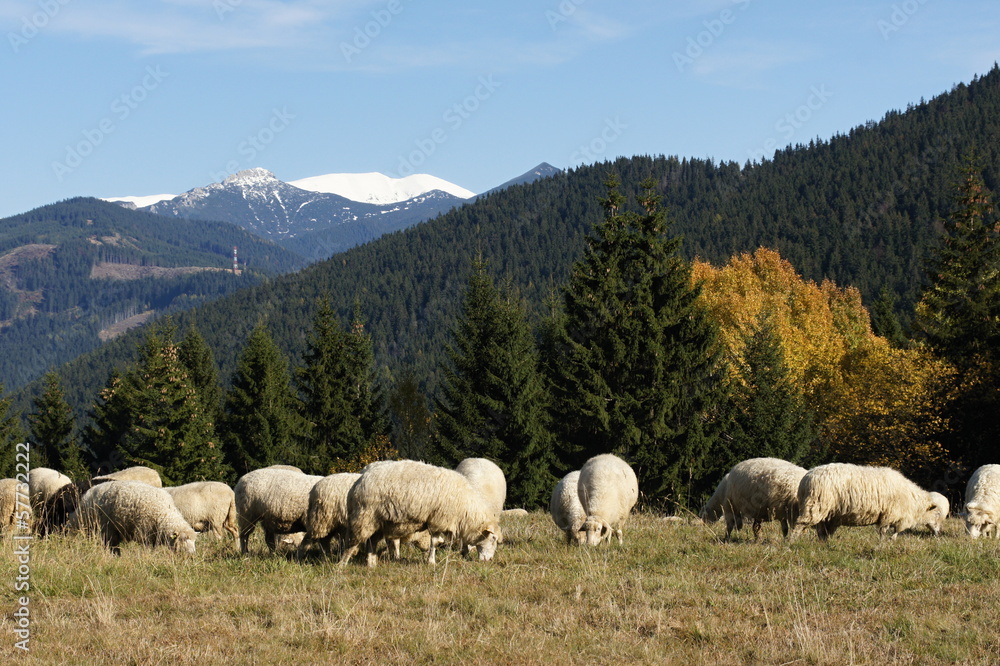 Fototapeta premium Herd of sheeps in Rohače, Slovakia