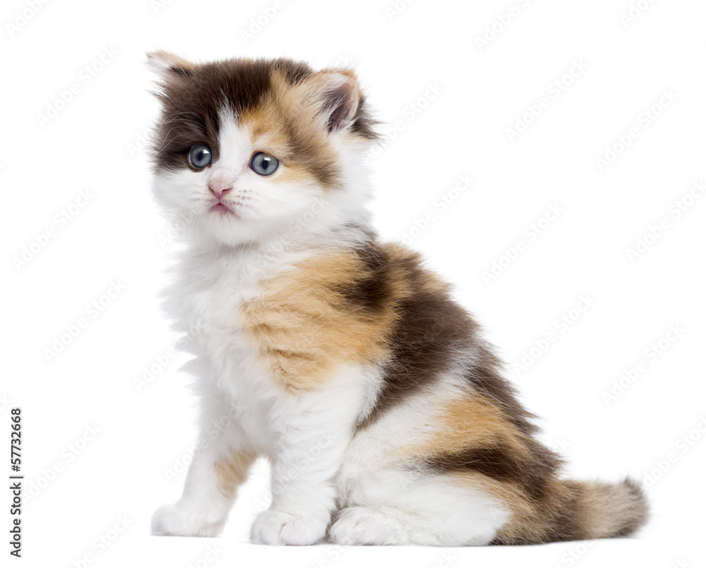Side view of a Highland straight kitten sitting, isolated