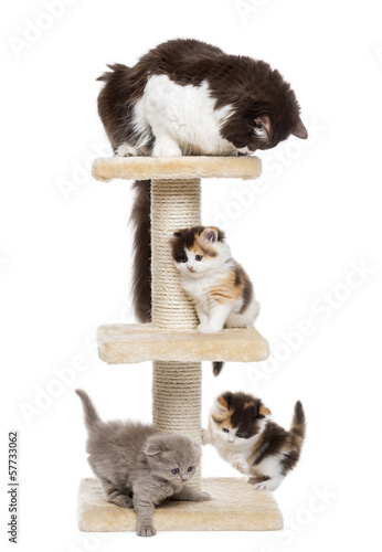 Fototapeta Naklejka Na Ścianę i Meble -  Group of cats playing on a cat tree, isolated on white
