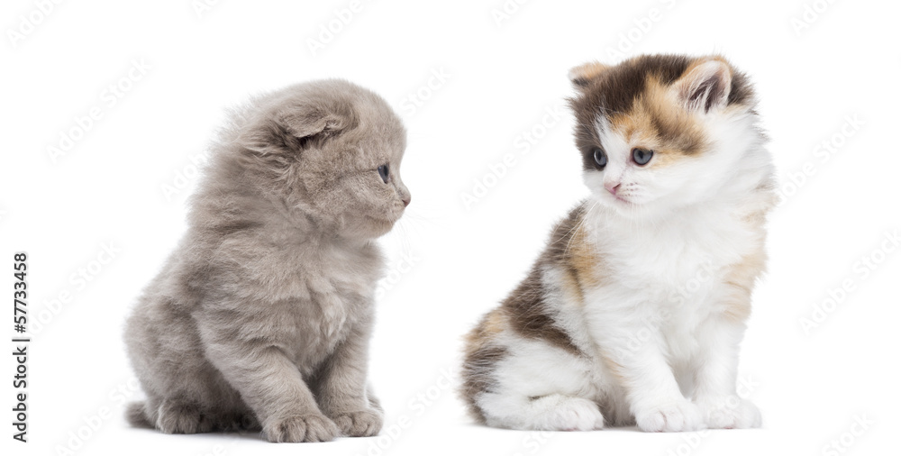Two Highland straight and fold kittens sitting, isolated