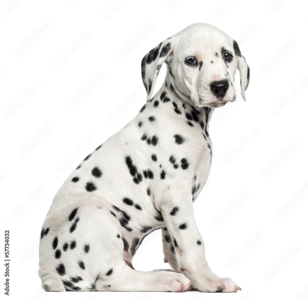 Side view of a Dalmatian puppy sitting, looking at the camera, i