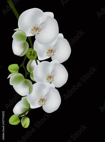 white orchid blossom isolated on black