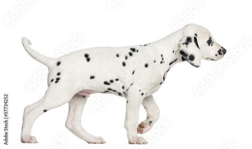 Side view of a Dalmatian puppy walking  isolated on white
