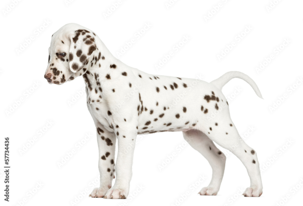 Side view of a Dalmatian puppy standing up, looking down