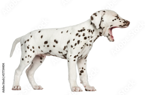 Side view of a Dalmatian puppy yawning, isolated on white