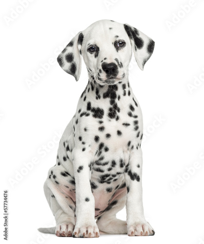 Fototapeta Naklejka Na Ścianę i Meble -  Front view of a Dalmatian puppy sitting, facing, isolated