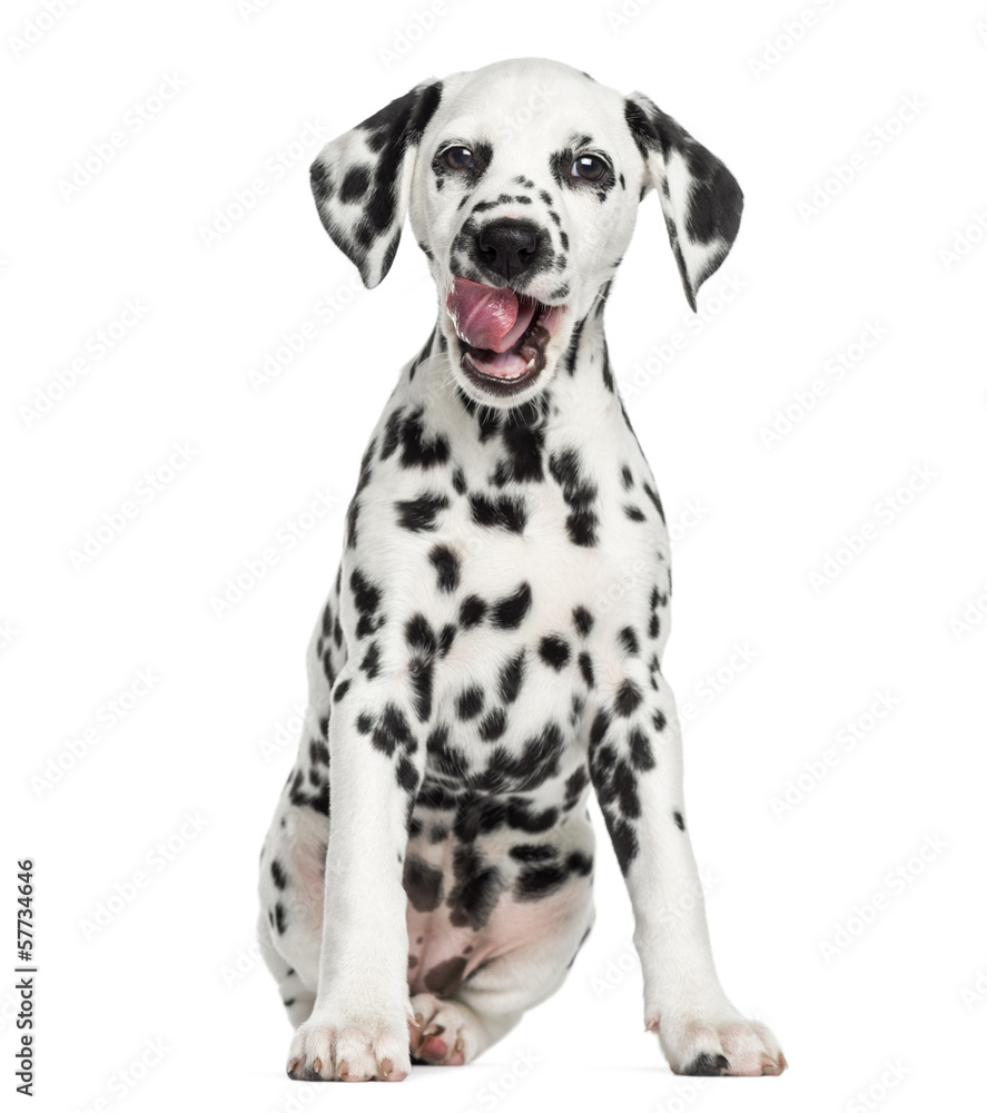 Front view of a young Dalmatian sitting, licking, isolated Front view of a young Dalmatian sitting, licking, isolated