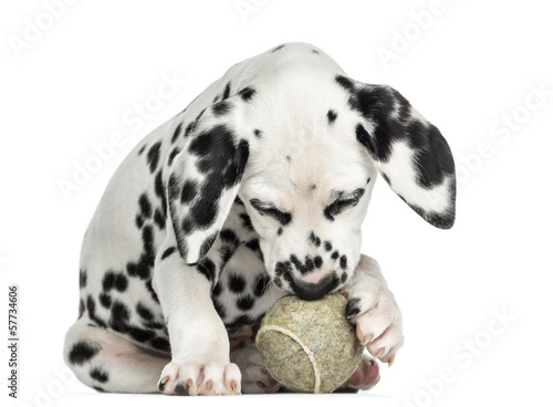 Front view of a Dalmatian puppy playing with a tennis ball
