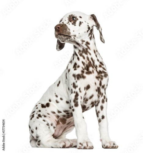 Fototapeta Naklejka Na Ścianę i Meble -  Side view of a Dalmatian puppy sitting, looking backwards