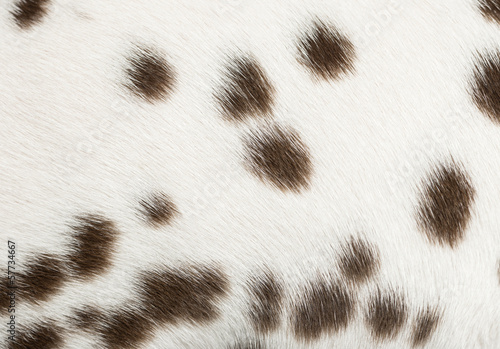Macro of a Dalmatian puppy fur