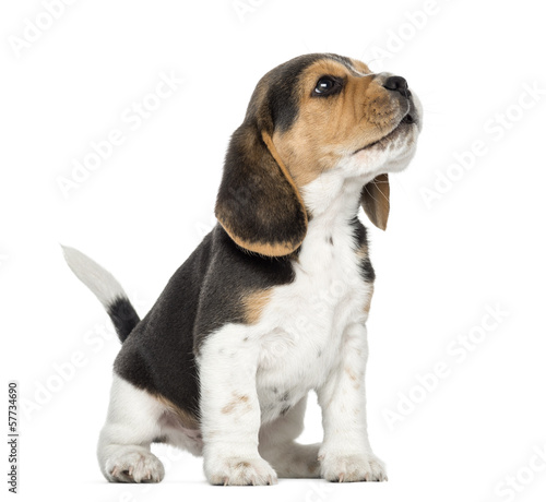 Photo Beagle puppy howling, looking up, isolated on white
