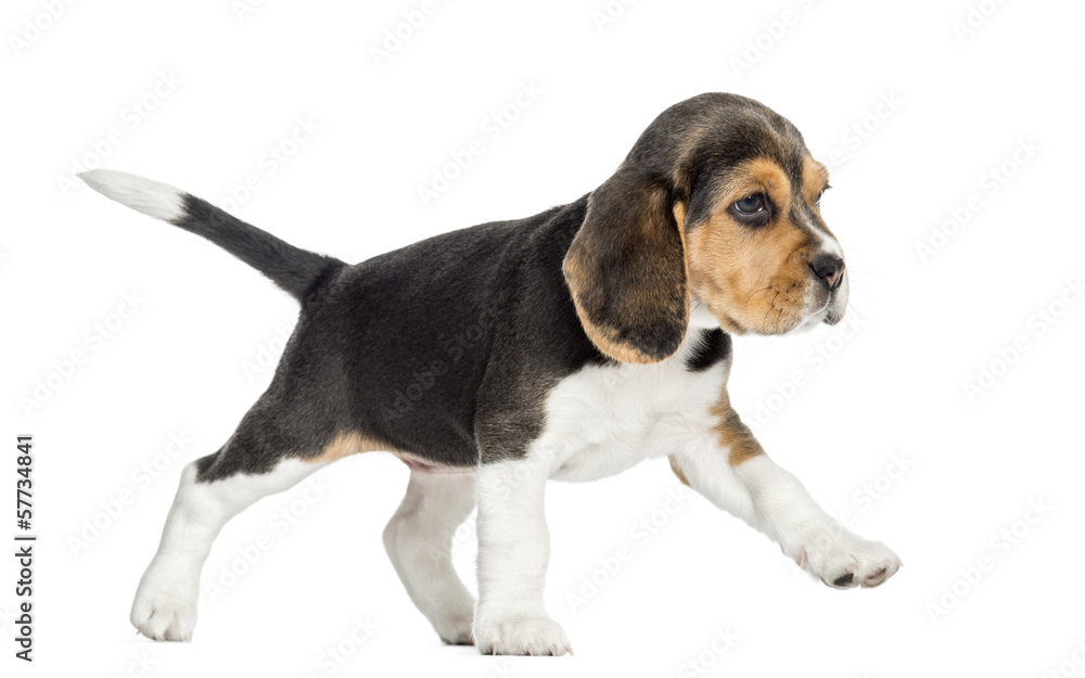 Side view of a Beagle puppy walking, isolated on white