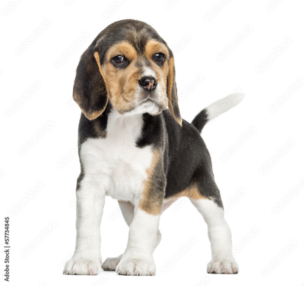 Front view of a Beagle puppy standing, looking at the camera