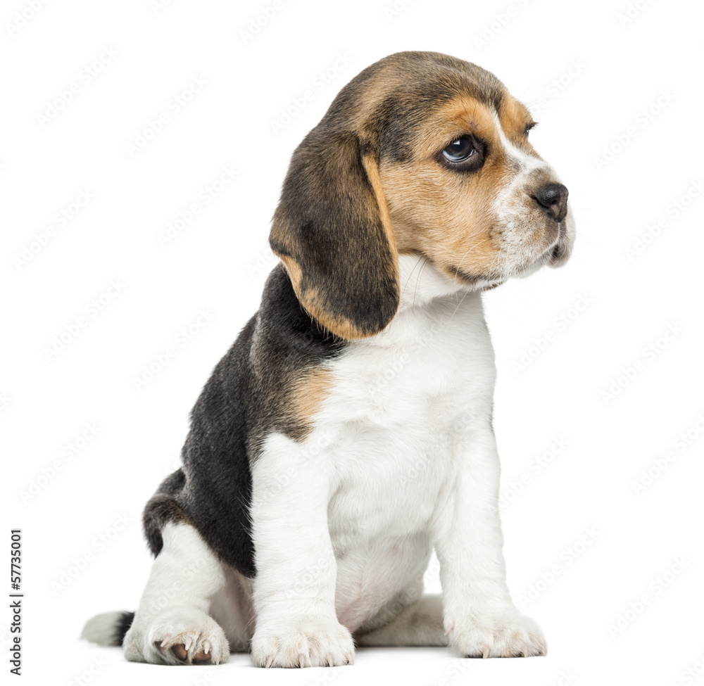 Beagle puppy sitting, isolated on white