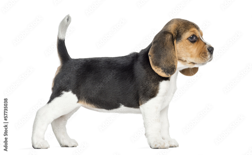 Side view of a Beagle puppy standing, isolated on white Side view of a Beagle puppy standing, isolated on white