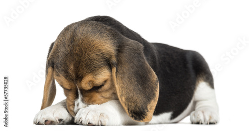 Fototapeta Naklejka Na Ścianę i Meble -  Front view of a Beagle puppy lying, hiding its face, isolated