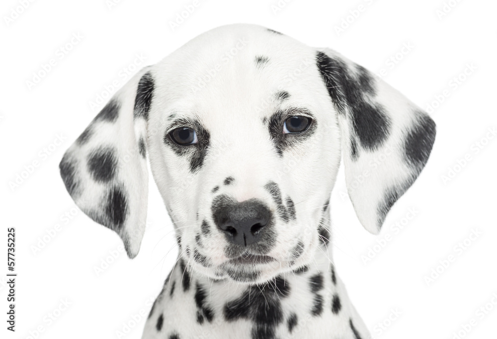 Close-up of a Dalmatian puppy, looking at the camera, isolated