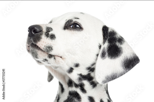 Fototapeta Naklejka Na Ścianę i Meble -  Close-up of a Dalmatian puppy, looking up, isolated on white