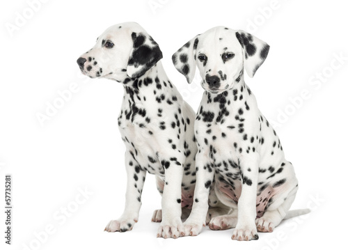 Fototapeta Naklejka Na Ścianę i Meble -  Two Dalmatian puppies, sitting next to each other, isolated